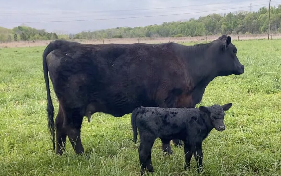 Angus Cow with Calf